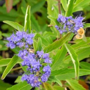 Caryopteris x clandonensis 'Grand Bleu' a cespuglio