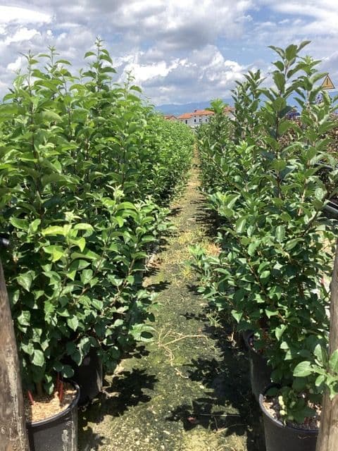 Malus 'Red Sentinel' a cespuglio
