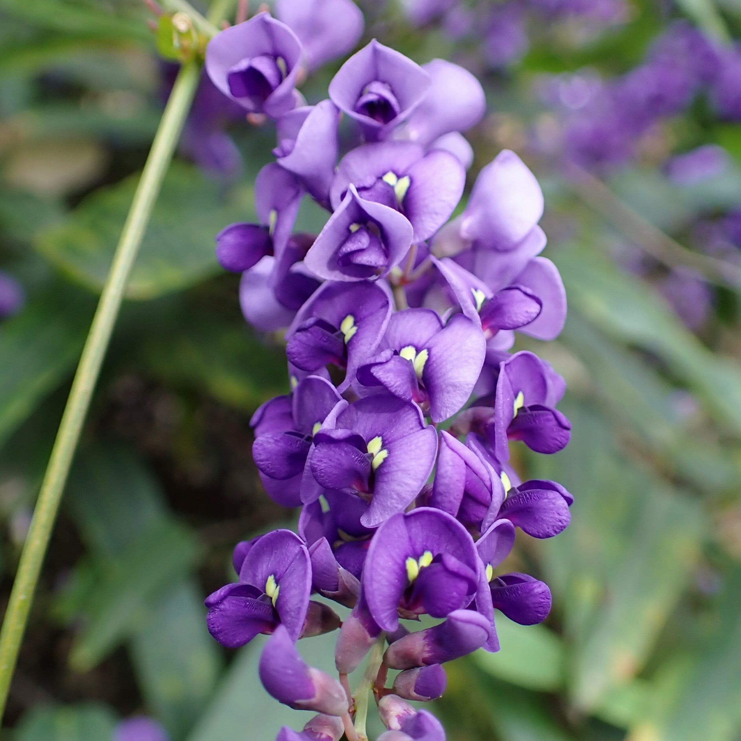 Hardenbergia 'Violacea' rampicante