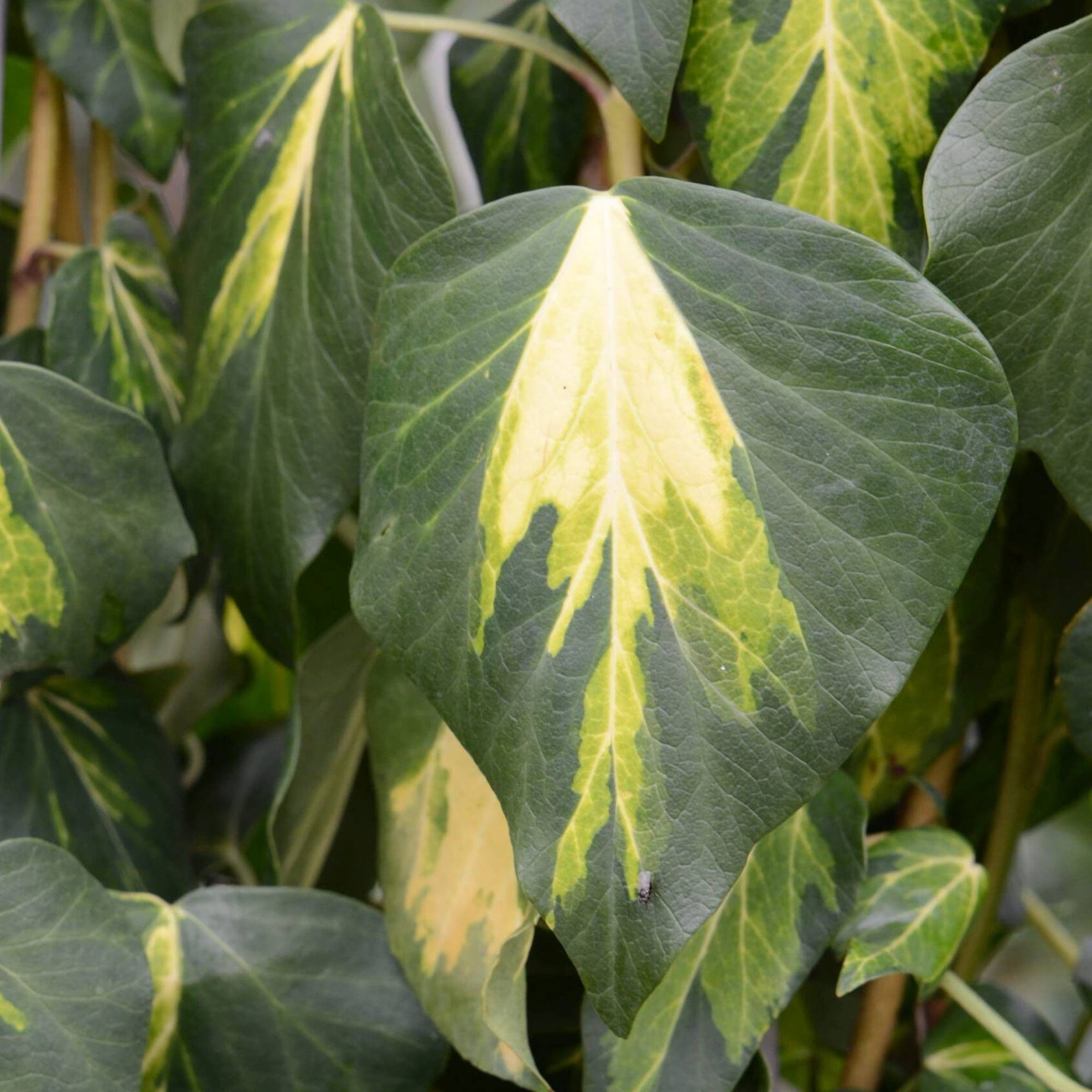 Hedera colchica 'Sulphur Heart' rampicante
