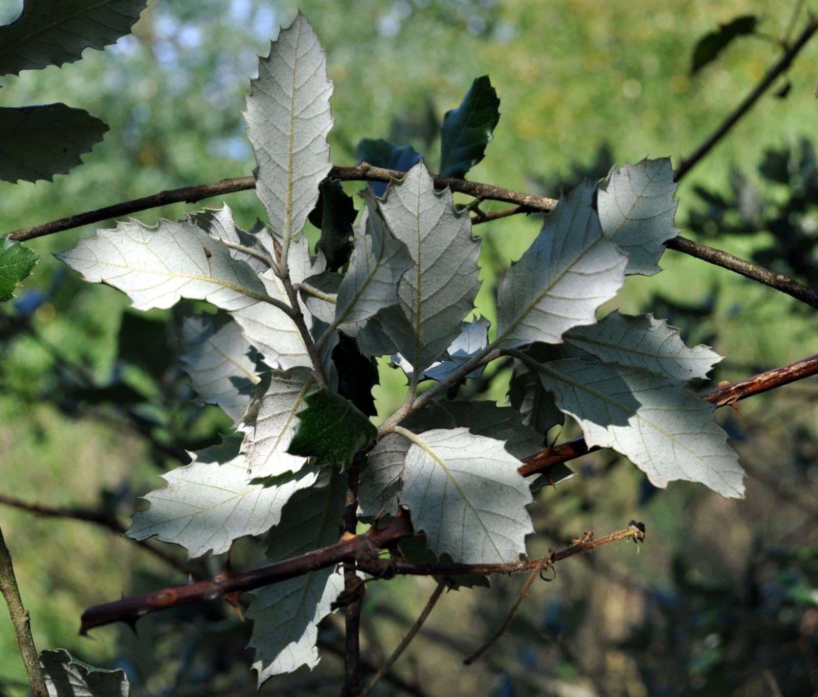 Quercus ilex a spalliera su alto fusto