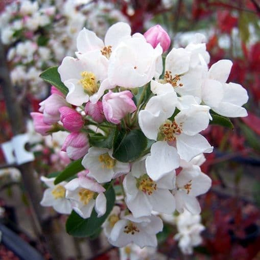 Malus 'Red Sentinel' a cespuglio