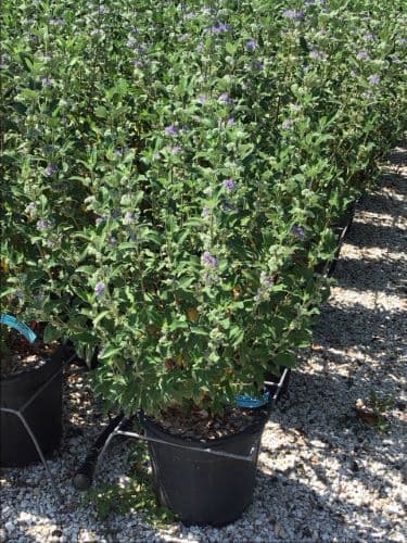 Caryopteris x clandonensis 'Grand Bleu' a cespuglio