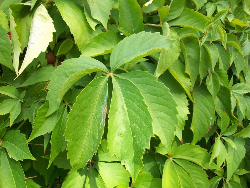 Parthenocissus quinquefolia rampicante