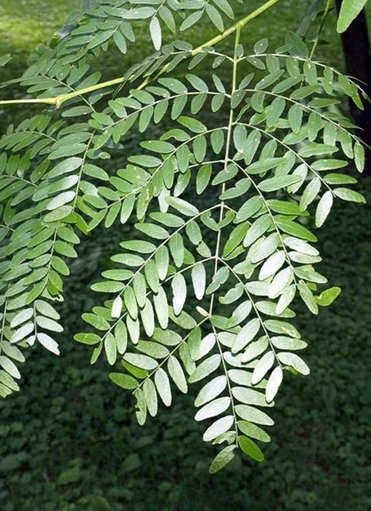 Gleditsia triacanthos 'Skyline' a cespuglio