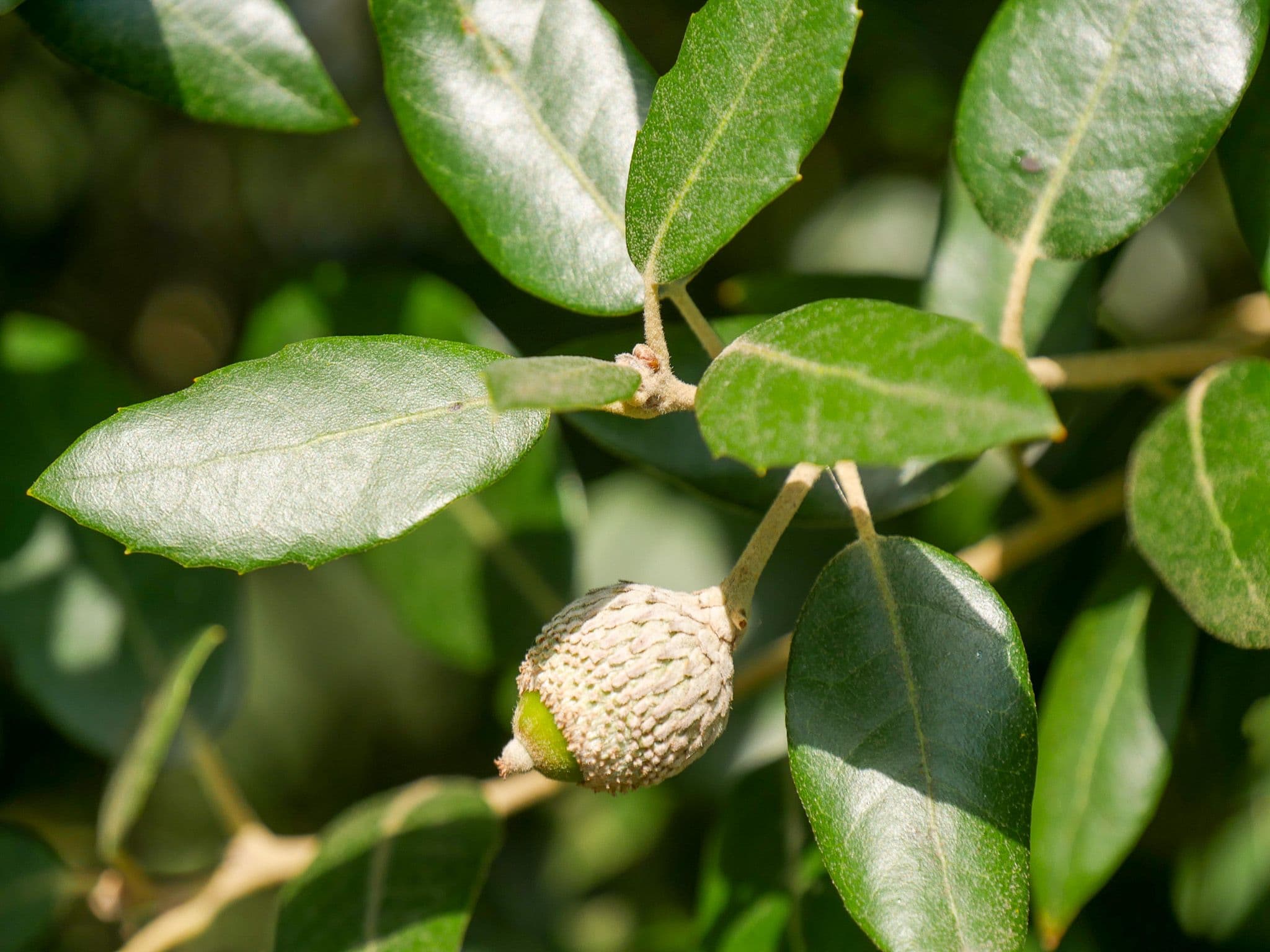 Quercus ilex a spalliera su alto fusto