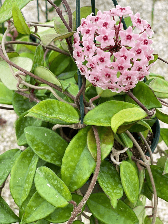 Hoya carnosa rampicante