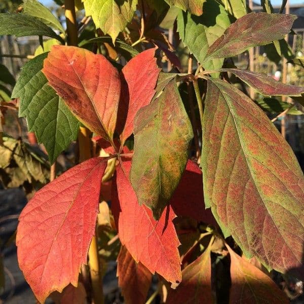 Parthenocissus quinquefolia rampicante