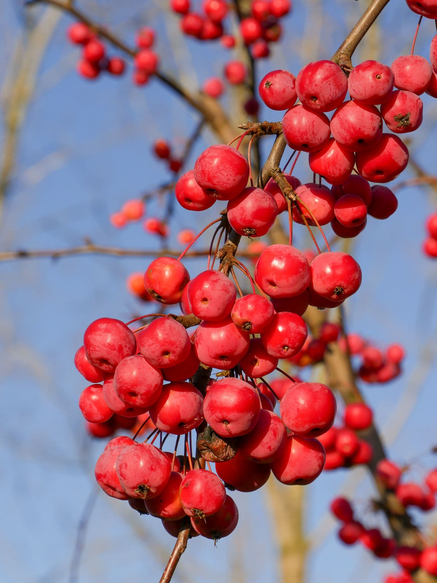 Malus 'Red Sentinel' a cespuglio