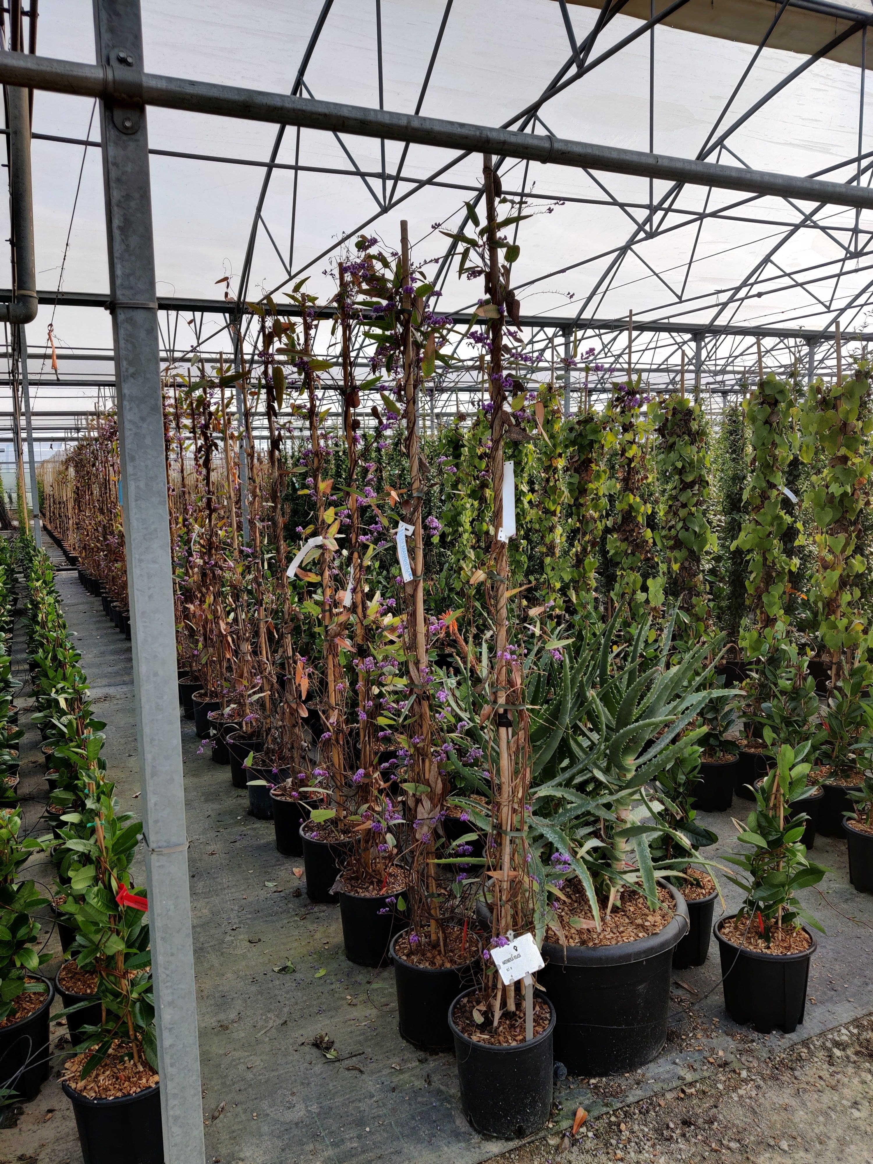 Hardenbergia 'Violacea' rampicante