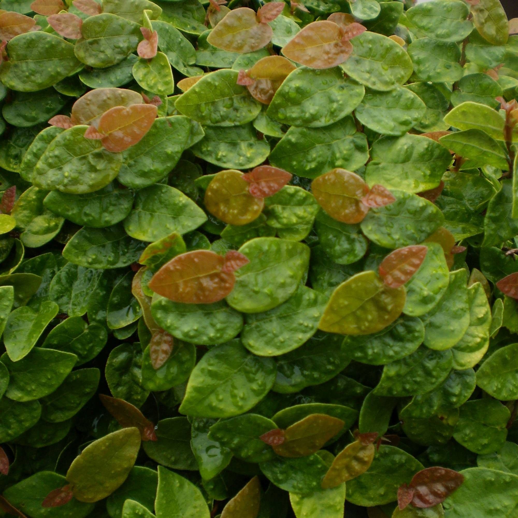 Ficus repens rampicante