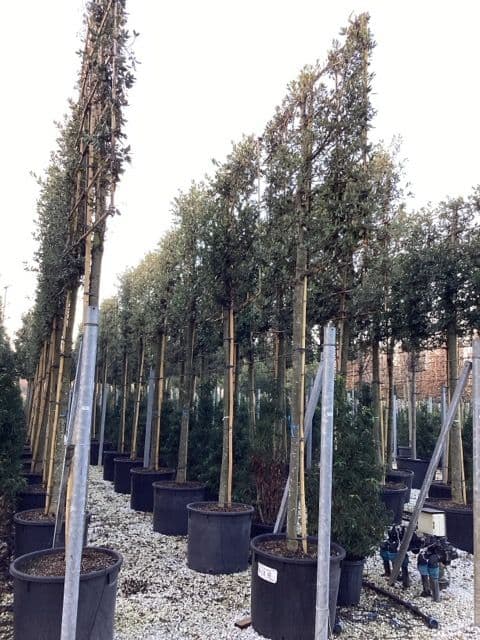 Quercus ilex a spalliera su alto fusto