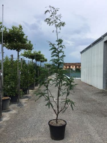 Gleditsia triacanthos 'Skyline' a cespuglio